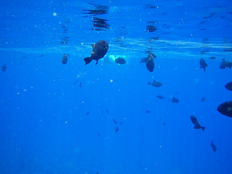 Illustration for article titled Review: Pentax W60 Waterproof Camera Catching Whale Sharks